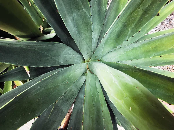 Una Vista Superior Planta Agave Jardín — Foto de Stock