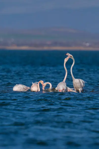 Vertical Shot Pink Flamingos Water — Stock Photo, Image
