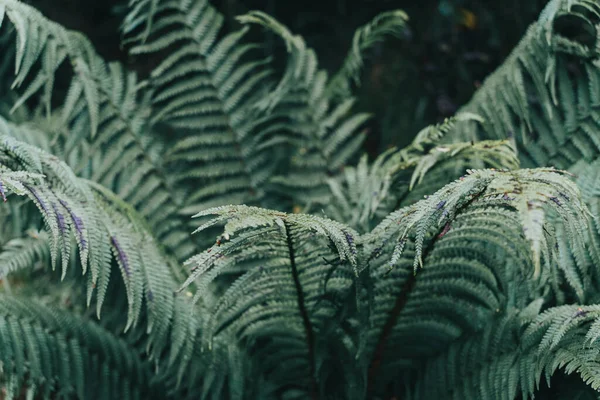 Rlanda Ormanındaki Eğreltiotu Bitkisinin Seçici Odak Noktası — Stok fotoğraf