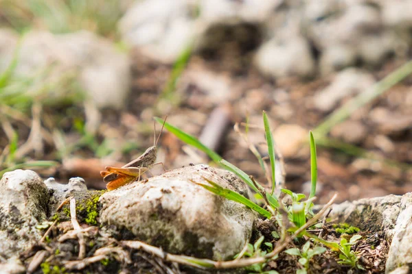 Closeup Shot Grasshopper Stone Blurry Background — Stock Photo, Image