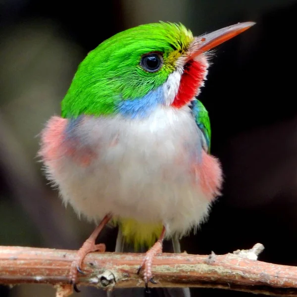 Selettivo Tody Cubano Todus Multicolor Ibrido Ramo — Foto Stock