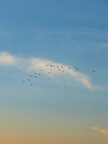 夕暮れ時に青い空を飛ぶ鳥の群れ — ストック写真