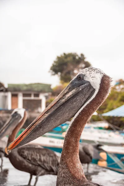 Bulanık Bir Arkaplanda Duran Bir Pelikanın Yakın Çekim Odak Noktası — Stok fotoğraf