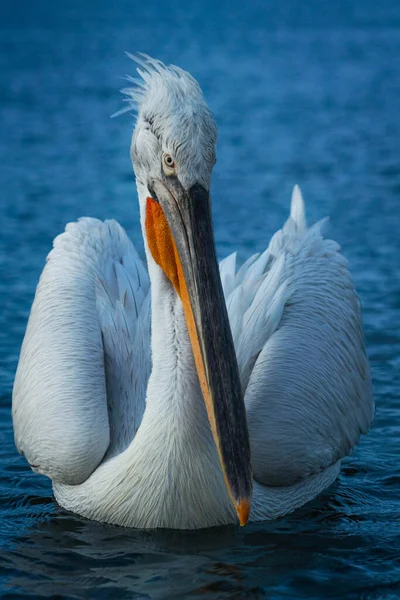 Primo Piano Pellicano Bianco Che Nuota Nella Calma Acqua Blu — Foto Stock