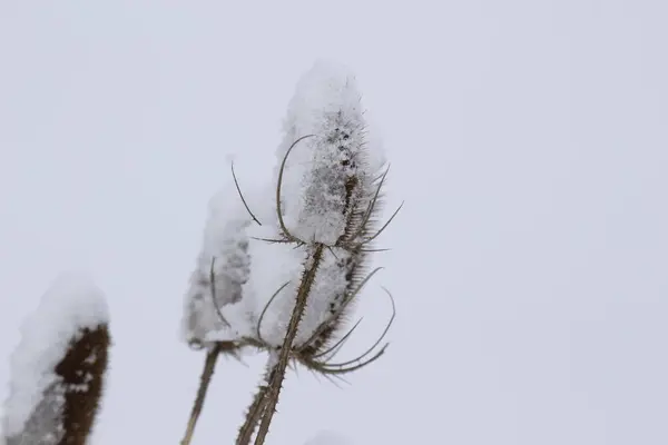 Zbliżenie Ujęcie Gałęzi Drzewa Śniegiem Białym Tle — Zdjęcie stockowe