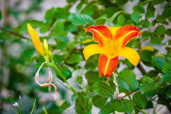Closeup Shot Lily Flowers Growing Garden — Stock Photo, Image