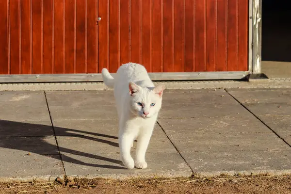 Ένα Κοντινό Πορτραίτο Μιας Όμορφης Γαλανομάτας Λευκής Γάτας — Φωτογραφία Αρχείου