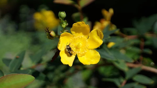 Doğada Büyüyen Sarı Çiçeğin Yakın Çekimi — Stok fotoğraf