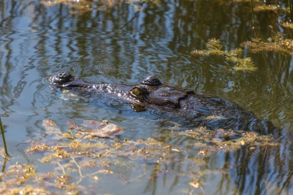 湖で泳ぐクロコダイルの頭の近くのトップビュー 晴れた日の沼 — ストック写真