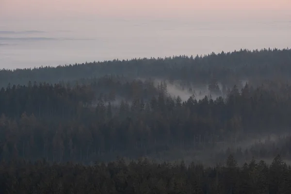 Вид Темный Туманный Лес Восходе Солнца — стоковое фото