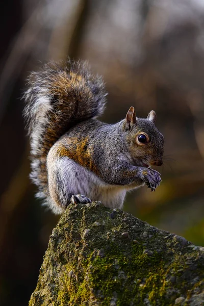 Cute Squirrel Eating Nut Mossy Rock Blurred Background — Fotografia de Stock