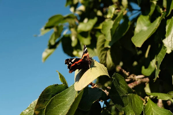 Nahaufnahme Eines Schmetterlings Auf Einem Baumblatt — Stockfoto