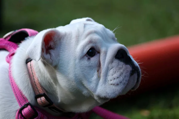 Porträt Einer Weißen Bulldogge Mit Rosa Halsband — Stockfoto