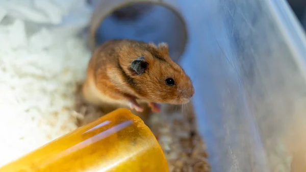 Gros Plan Hamster Dans Cage Avec Des Copeaux Bois — Photo