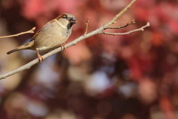 Gros Plan Moineau Domestique Perché Sur Arbre Passer Domesticus — Photo