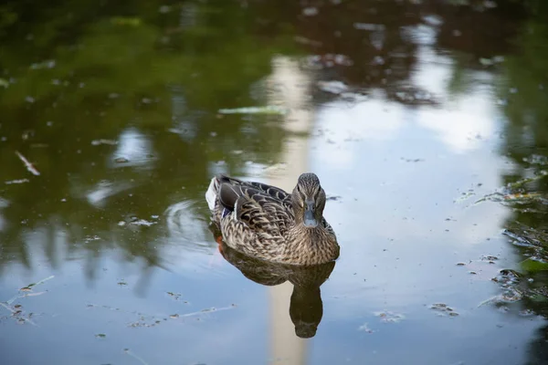 Closeup Shot Mallard Swimming Water — Stock Photo, Image