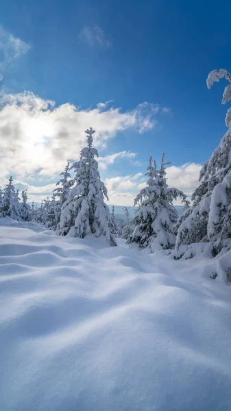 Kara Orman Karla Kaplı Uzun Köknar Ağaçlarının Dikey Görüntüsü — Stok fotoğraf