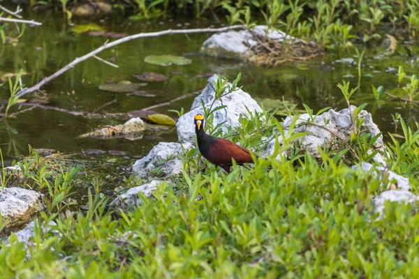 植物に囲まれた湖の岩の上に立つ北ジャカナの鳥の浅い焦点のショットとカメラを見て — ストック写真