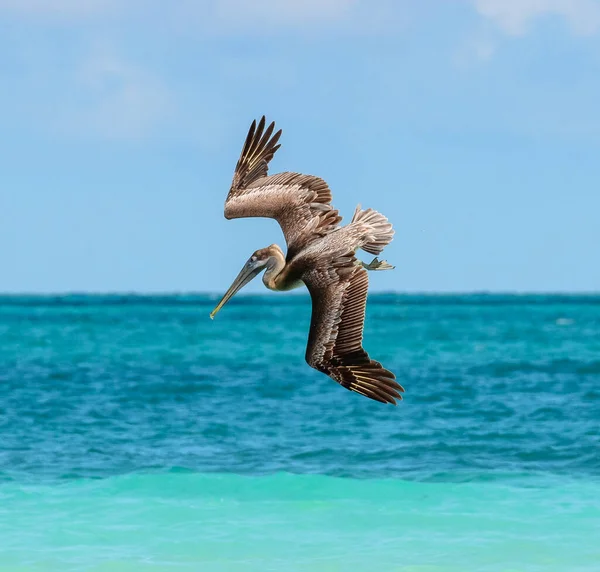 Ein Kubanischer Pelikan Beim Tauchen Ozean — Stockfoto