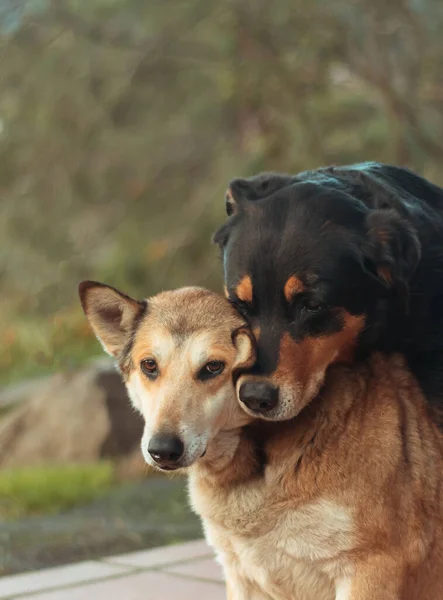 A vertical shot of two dogs hugging on a blurry background
