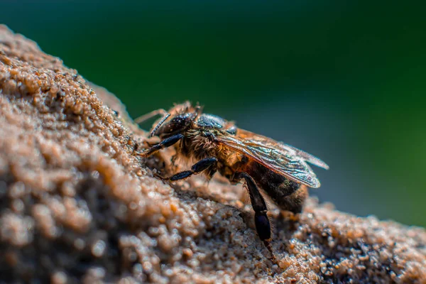 Egy Közeli Kép Egy Afrikai Méhről Zöld Homályos Háttérrel — Stock Fotó