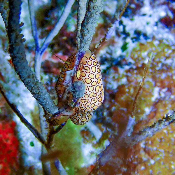 Macrodisparo Caracol Lengua Flamenca Cyphoma Gibbosum Sobre Corales Bajo Agua —  Fotos de Stock