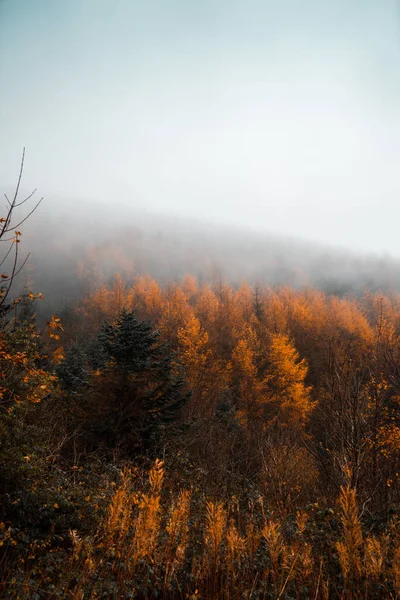 Живописные Портретные Деревья Туманной Горе Осенью — стоковое фото