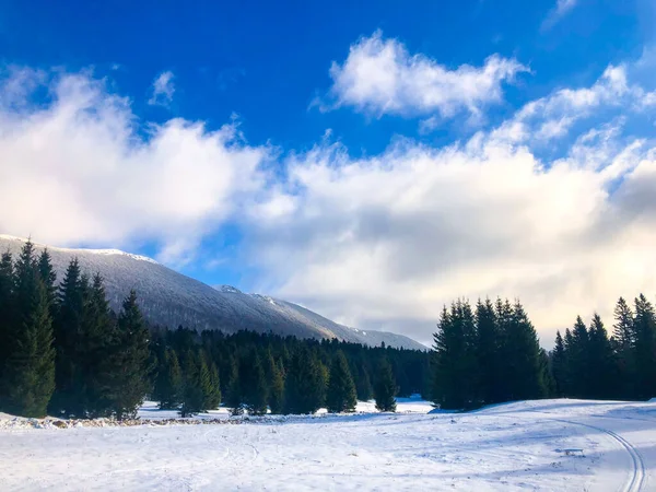 Malowniczy Widok Las Pokryty Śniegiem Bujnymi Jodłami Chłodny Zimowy Dzień — Zdjęcie stockowe