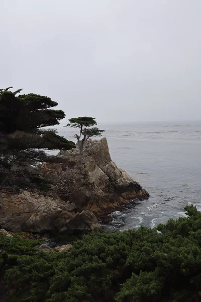 カリフォルニア州ペブルビーチの海辺に一本のヒノキ — ストック写真