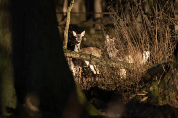 Deux Cerfs Curieux Regardant Spectateur Tout Marchant Dans Une Forêt — Photo