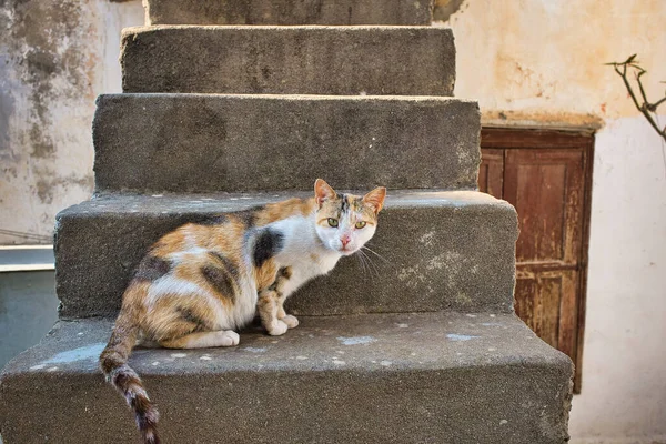 Closeup Shot Stray Cat Streets Symi Greece — Stock Photo, Image