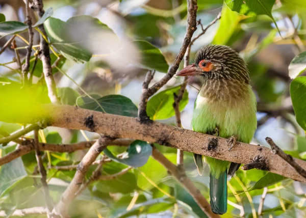 Brown headed Barbet resting on a tree
