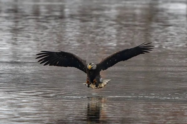 美国康涅狄格州诺里奇市泰晤士河上空飞行的秃头鹰 — 图库照片