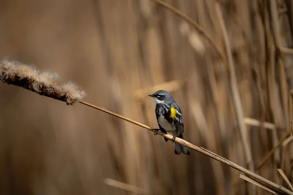 在沼泽地的芦苇里 一张浅浅的黄色跳跃莺的焦距照片 — 图库照片