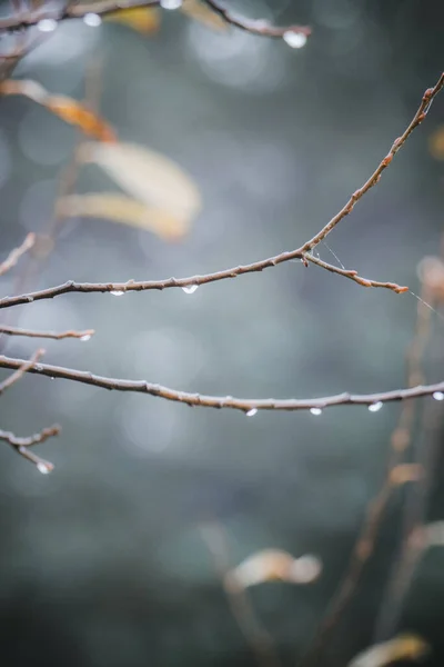 Selective Focus Shot Tree Branches Water Drops — Stock Photo, Image