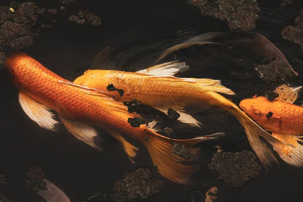 Three Golden Koi Fishes Swimming River — Stock Photo, Image