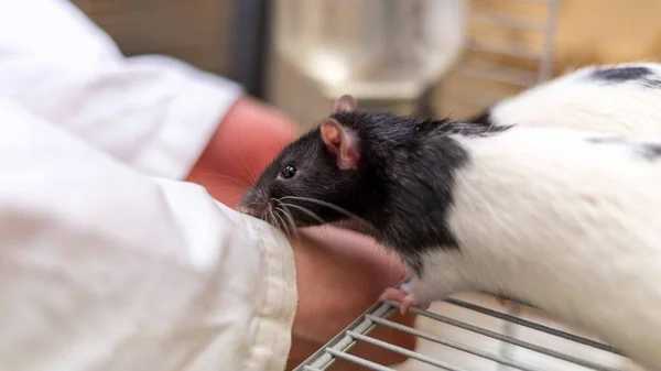Closeup Shot Hand Feeding Rat Cage — Stock Photo, Image