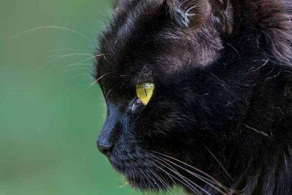 Nahaufnahme Einer Schwarzen Katze Von Der Seite Vor Grünem Hintergrund — Stockfoto