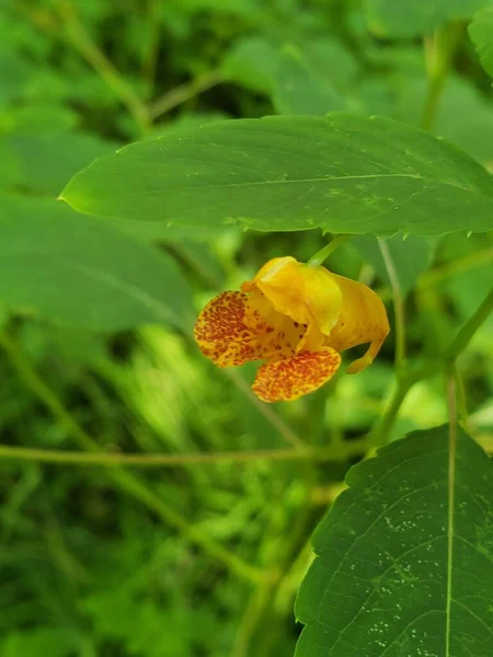 Вибірка Плямистої Квітки Дотику Impatiens Capensis Саду — стокове фото