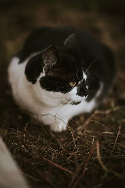 泥だらけの地面に座っている黒と白の猫のクローズアップショット — ストック写真