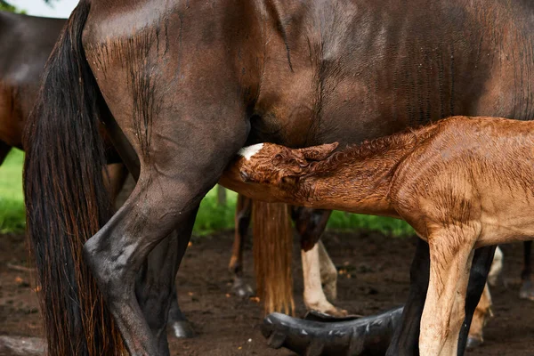 A brown horse feeding the foal