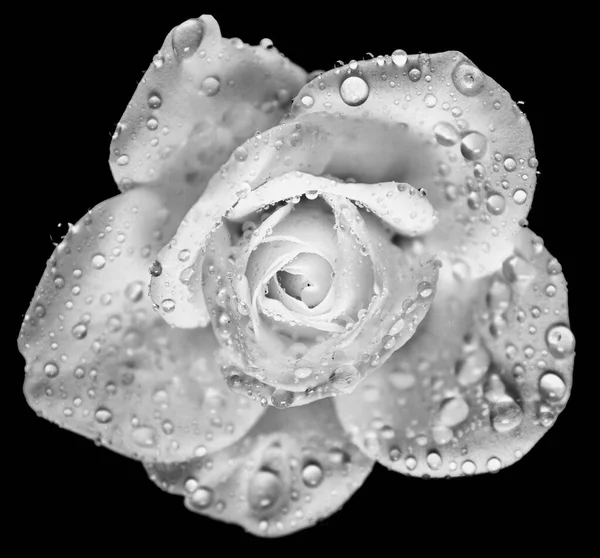 Closeup Shot Black White Rose Drops Black Background — Stock Photo, Image