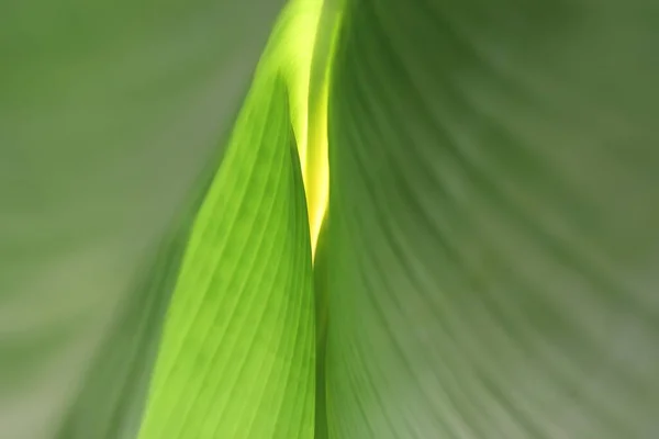 Primer Plano Una Hoja Plátano — Foto de Stock