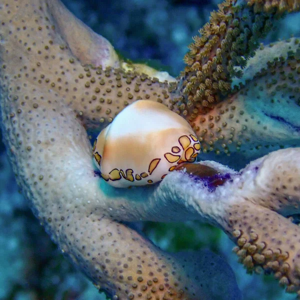 在水下珊瑚上的一只火烈鸟舌蜗牛的宏观照片 — 图库照片