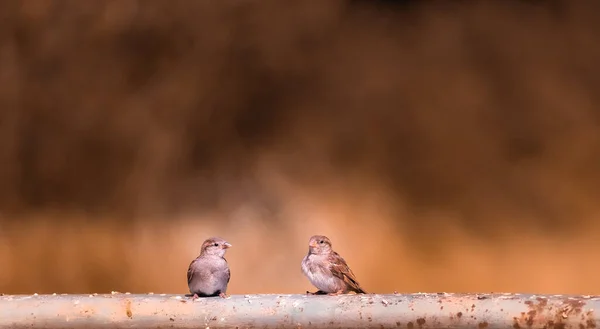 Twee Vogels Zittend Een Leuning — Stockfoto