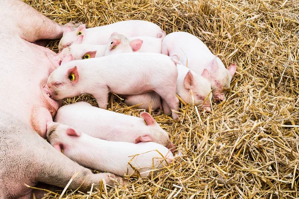 A litter of pigs suckling and sleeping at the Countryfile Live event at Blenheim Palace, Woodstock