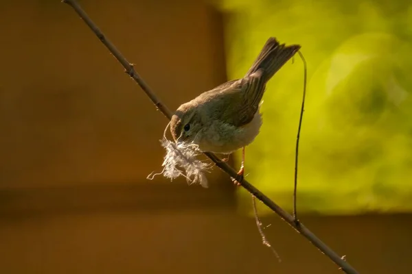 Gros Plan Une Paruline Mouchetée Assise Sur Une Branche Nue — Photo