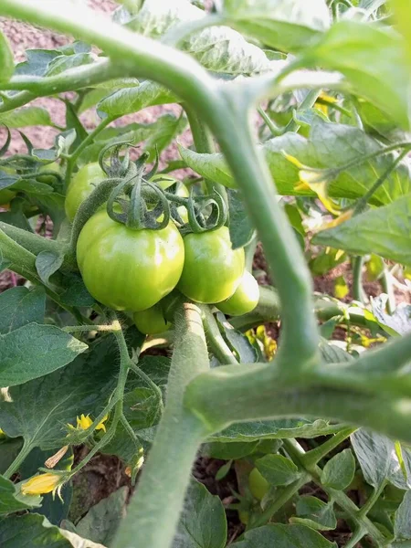 Pionowe Ujęcie Pomidora Rosn Cego Ogrodzie — Zdjęcie stockowe