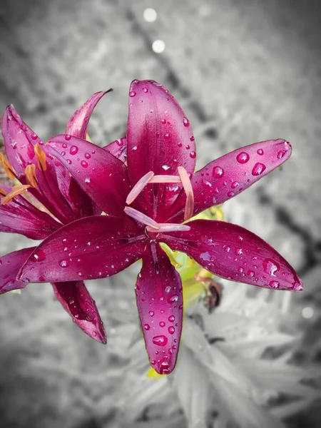 Selective Purple Lily Flower Water Droplets — Stock Photo, Image