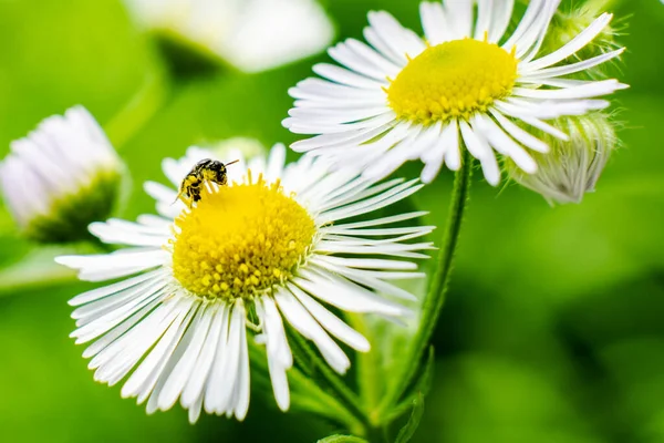 Makró Felvétel Egy Méhről Egy Éves Bolhán — Stock Fotó
